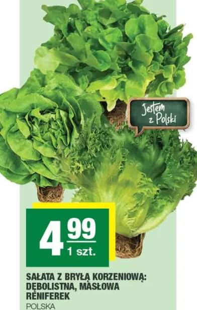 Sałata z bryłą korzeniową: dębolistna, masłowa Remferek