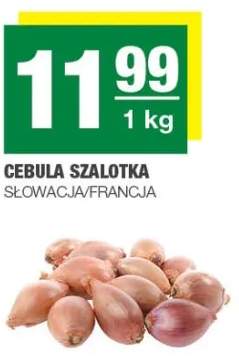 Cebula szalotka