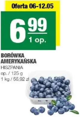 Borówka amerykańska hiszpańska