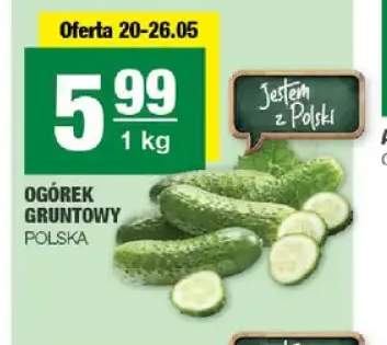 Ogórek gruntowy Polska