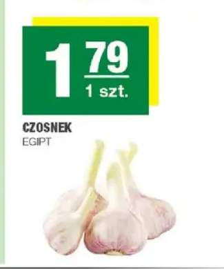 Czosnek Egipt