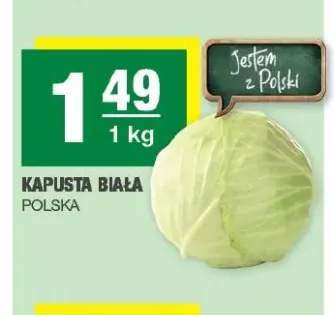 Kapusta biała polska