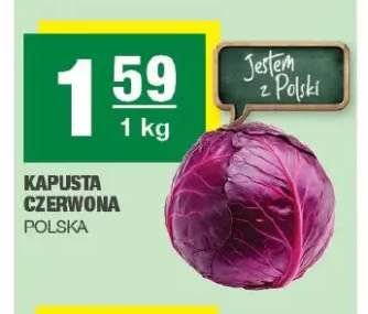 Kapusta czerwona polska