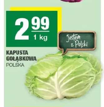 Kapusta gołąbkowa polska
