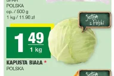 Kapusta biała polska