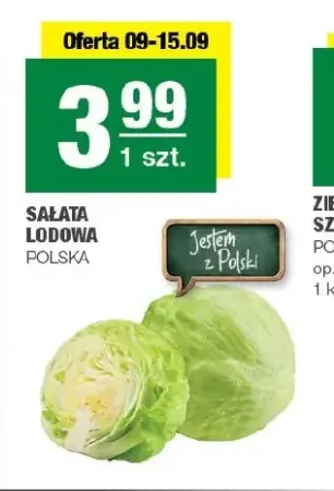 Sałata lodowa polska